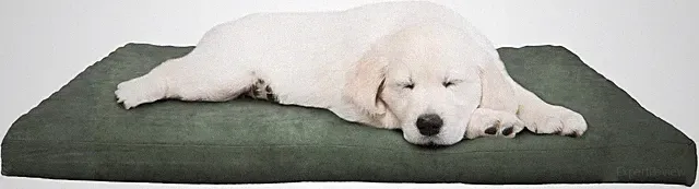 Water-Resistant Dog Bed Orthopedic Dog Bed with Removable Washable Cover Green