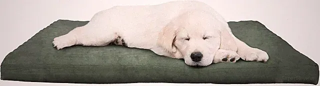 Water-Resistant Dog Bed - Orthopedic Dog Bed with Removable Washable Cover, Non